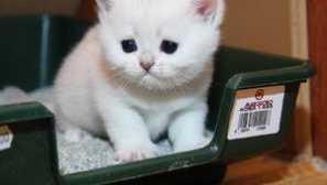 Kako pravilno in hitro navaditi majhnega mucka na nov pladenj v nekaj dneh